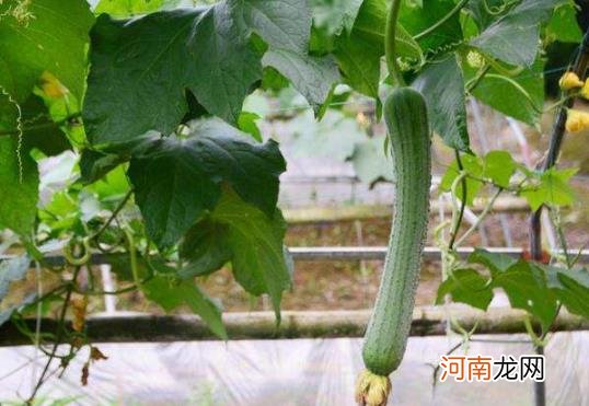 种植丝瓜怎么预防丝瓜畸形？丝瓜怎么催芽生芽快