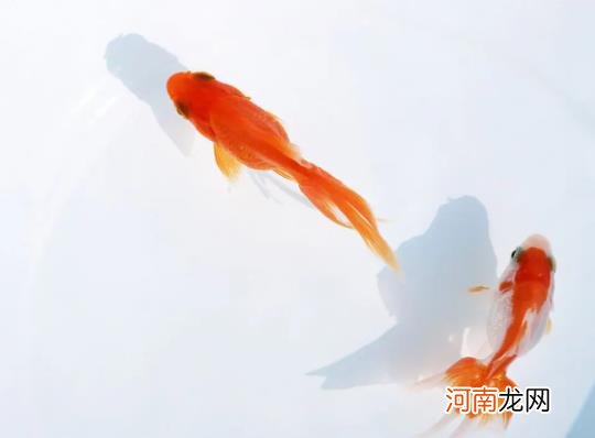 金鱼为什么会沉到水底下？养金鱼要打氧气吗