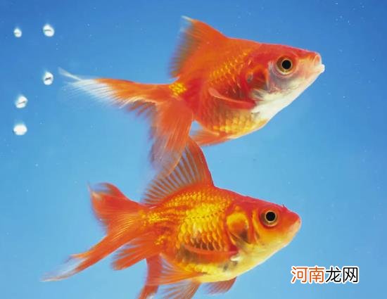 金鱼为什么会沉到水底下？养金鱼要打氧气吗
