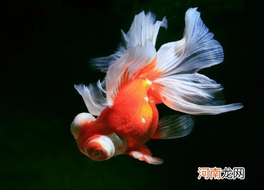 金鱼为什么会沉到水底下？养金鱼要打氧气吗