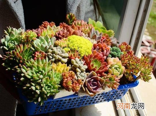 多肉植物为什么总是从根部烂起？多肉营养液制作方法有哪些