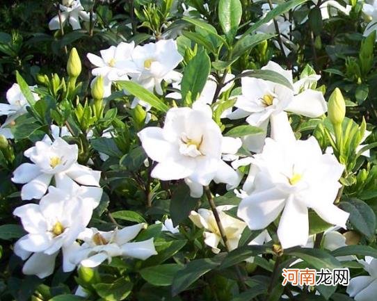 扦插的栀子花容易成活吗？栀子花什么时候都可以换盆吗