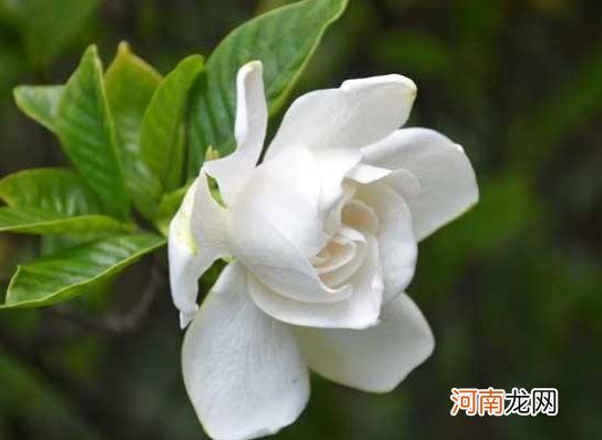 扦插的栀子花容易成活吗？栀子花什么时候都可以换盆吗