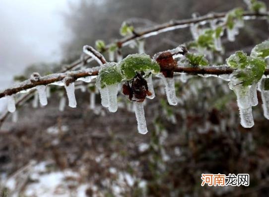 小麦怎么预防倒春寒？倒春寒对农业生产的危害