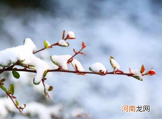 小麦怎么预防倒春寒？倒春寒对农业生产的危害