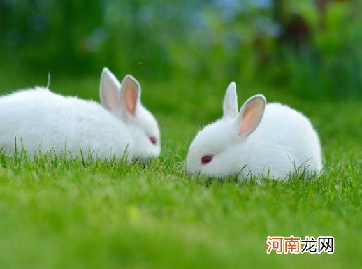 兔子耳朵为什么垂下来了？兔子为什么会装死