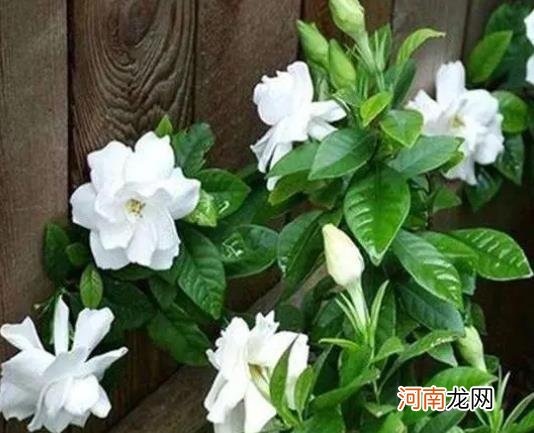 盆栽的栀子花能长多高？栀子花的养护方法有哪些