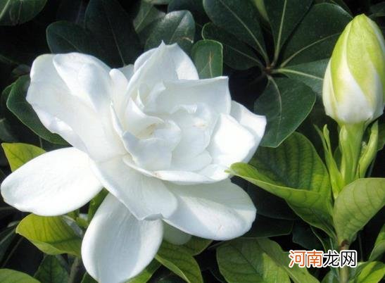 盆栽的栀子花能长多高？栀子花的养护方法有哪些