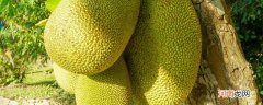 菠萝蜜的营养价值有哪些菠萝蜜是热带水果吗