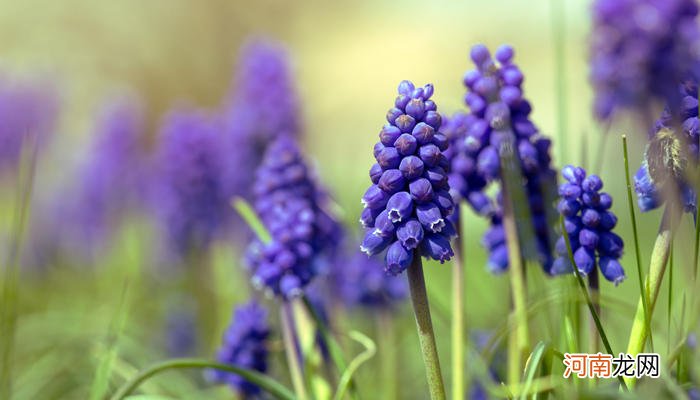 葡萄风信子花语 葡萄风信子有哪些花语