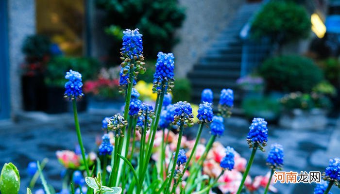 葡萄风信子花语 葡萄风信子有哪些花语