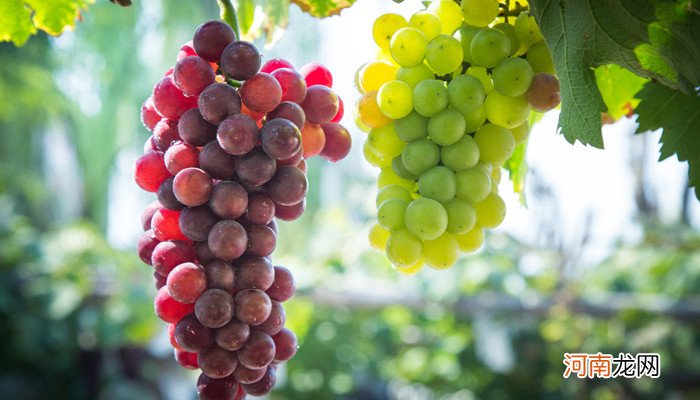 葡萄放冰箱里怎么保存 葡萄可以放冰箱里保鲜吗