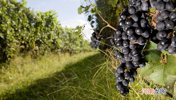 葡萄干有什么营养 葡萄干有什么营养成分