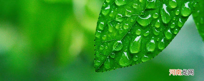 梅雨季节为什么叫梅雨季节 什么叫梅雨季节