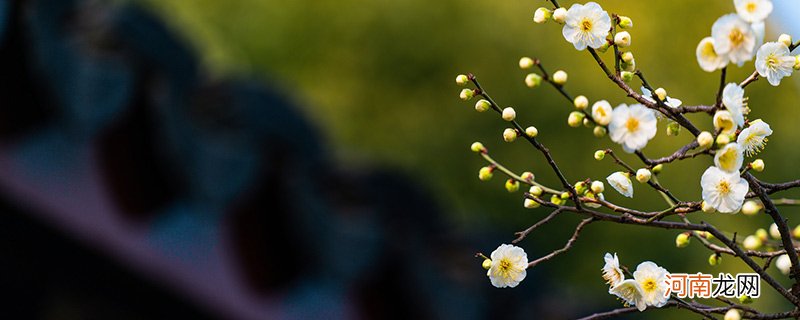 梅花是什么季节 梅花是什么季节开放