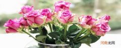 花店买的玫瑰一般能放几天 花店买的玫瑰可以放几天