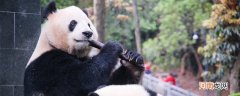 熊猫吃肉么 大熊猫吃不吃肉