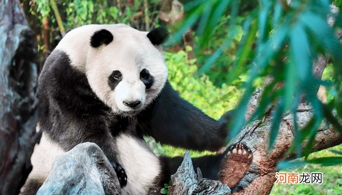 熊猫降级是怎么回事熊猫降级的原因是什么