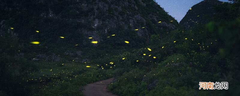 为什么萤火虫可以发光 萤火虫可以发光的原因