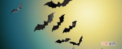 蝙蝠是超声波还是次声波 蝙蝠声波是超声波吗