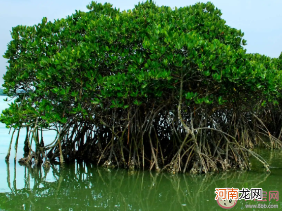 红树植物呼吸根内部|红树植物的呼吸根内部有通气组织通常是 神奇海洋11月15日答案