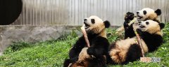 熊猫吃什么 大熊猫吃什么食物