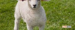 薅羊毛什么意思 薅羊毛什么意思网络用语