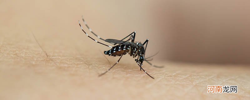 为什么会有蚊子 有蚊子的原因