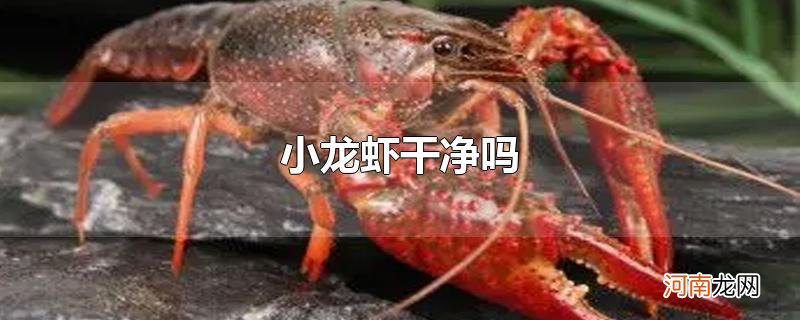 小龙虾干净吗