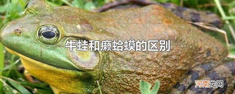 牛蛙和癞蛤蟆的区别