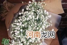 满天星在花瓶里怎么养？满天星买回来要养水吗？