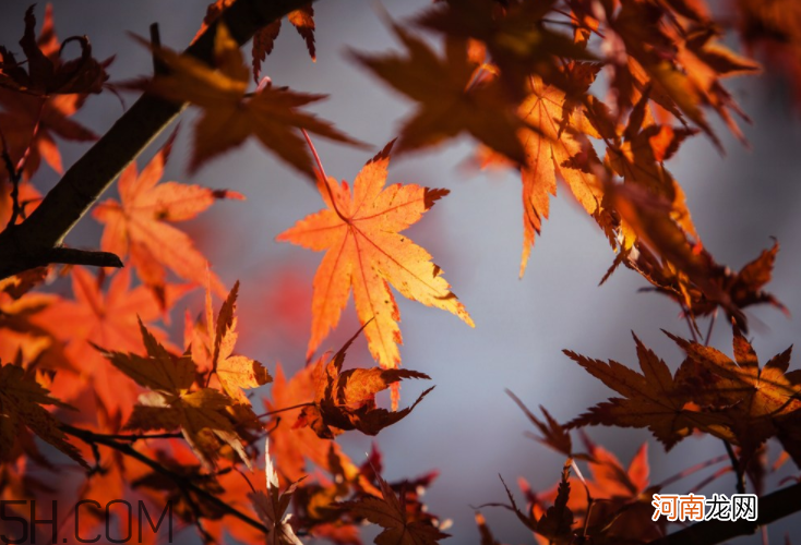 枫叶几月份最红?枫叶几月的时候最美?