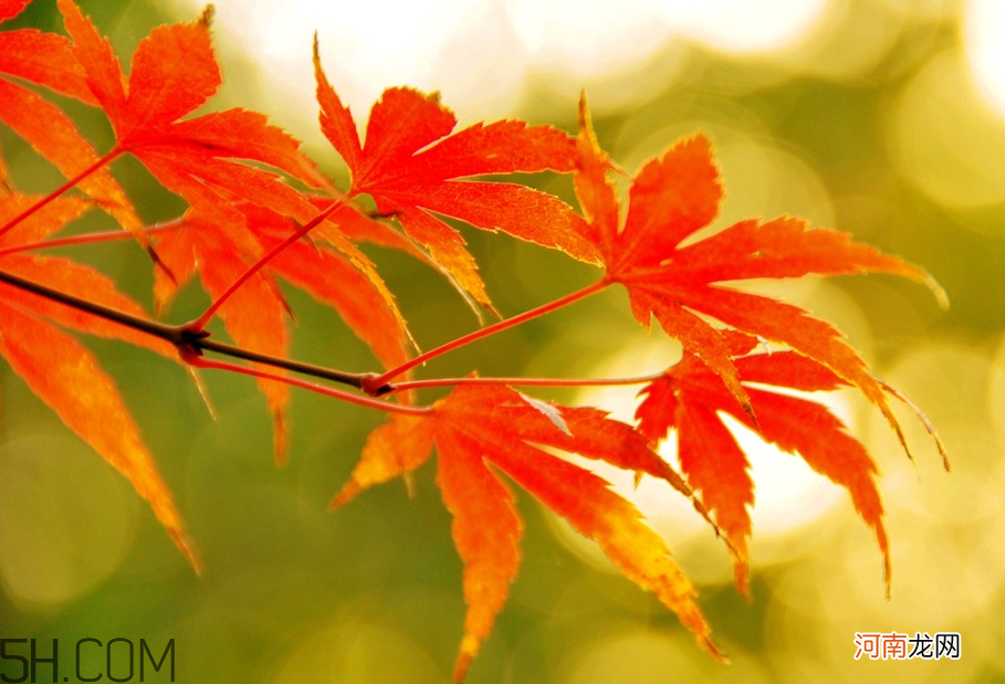 枫叶几月份最红?枫叶几月的时候最美?
