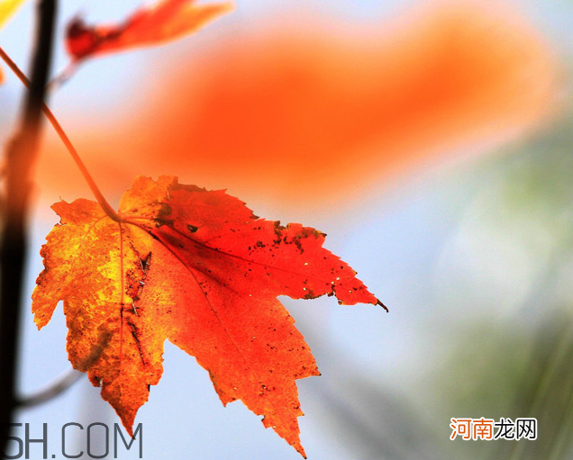 枫叶几月份最红？枫叶几月的时候最美？
