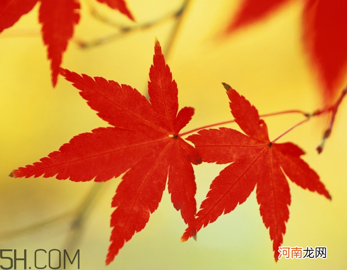 枫叶几月份最红？枫叶几月的时候最美？