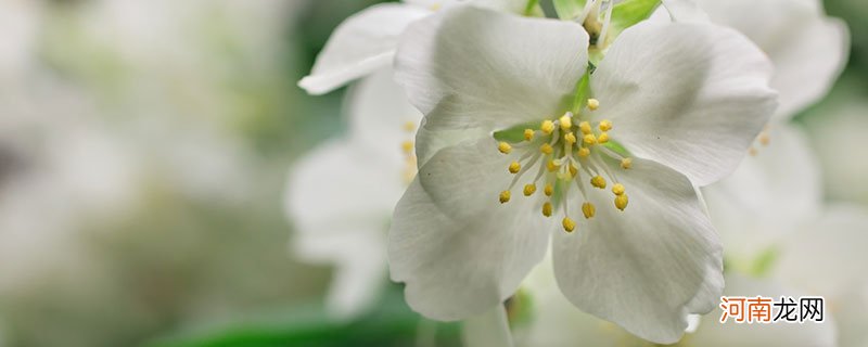 茉莉花在春天有吗 茉莉花是春天开花的吗