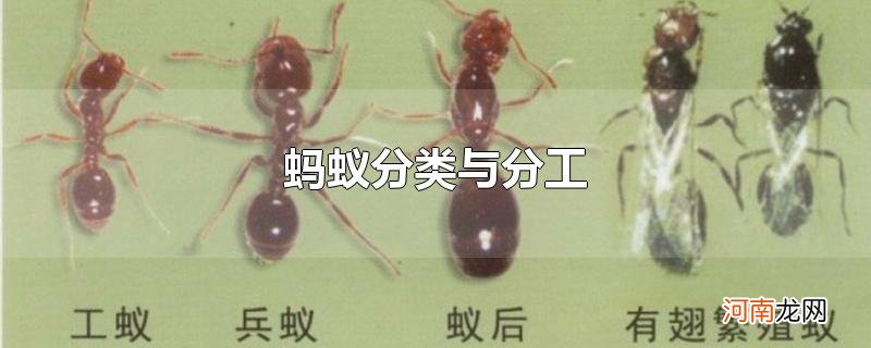 蚂蚁分类与分工