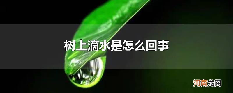 树上滴水是怎么回事