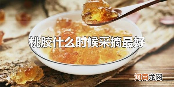 桃胶什么时候采摘最好 桃胶在夏季采摘最好