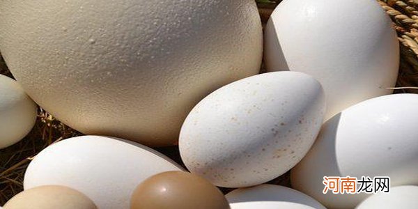大雁蛋和鹅蛋哪个好 综合来说，大雁蛋更好