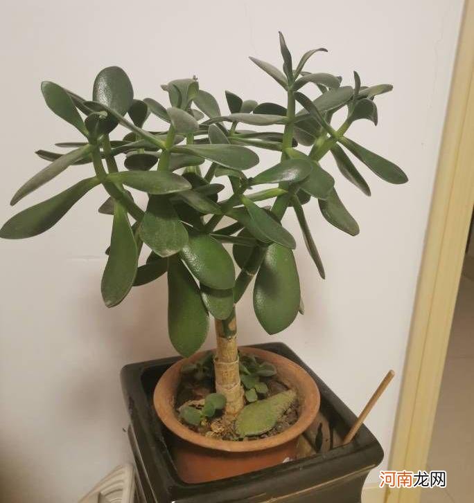 养好玉树的5个方法 玉树怎么养才能更旺盛开花