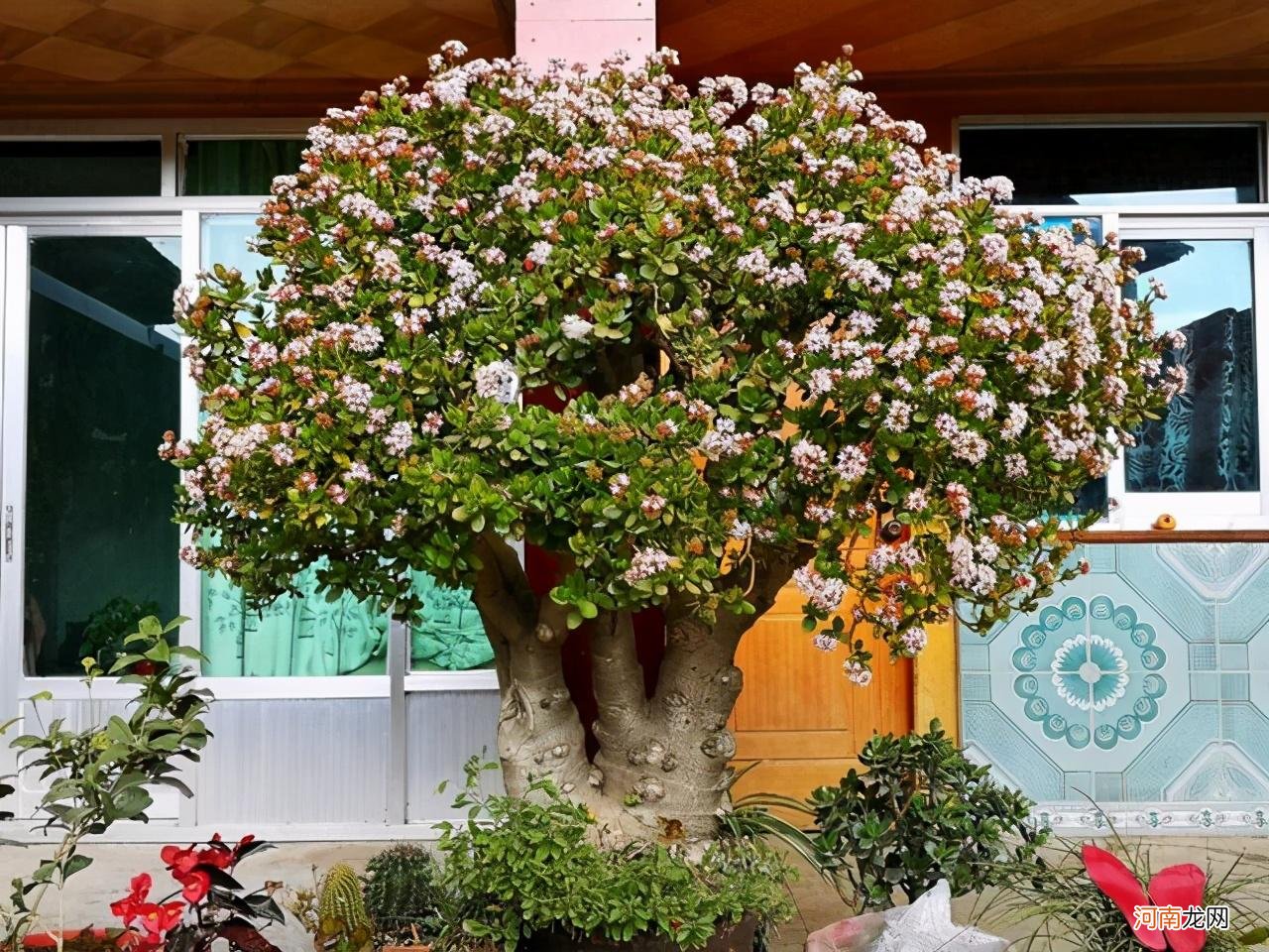 养好玉树的5个方法 玉树怎么养才能更旺盛开花