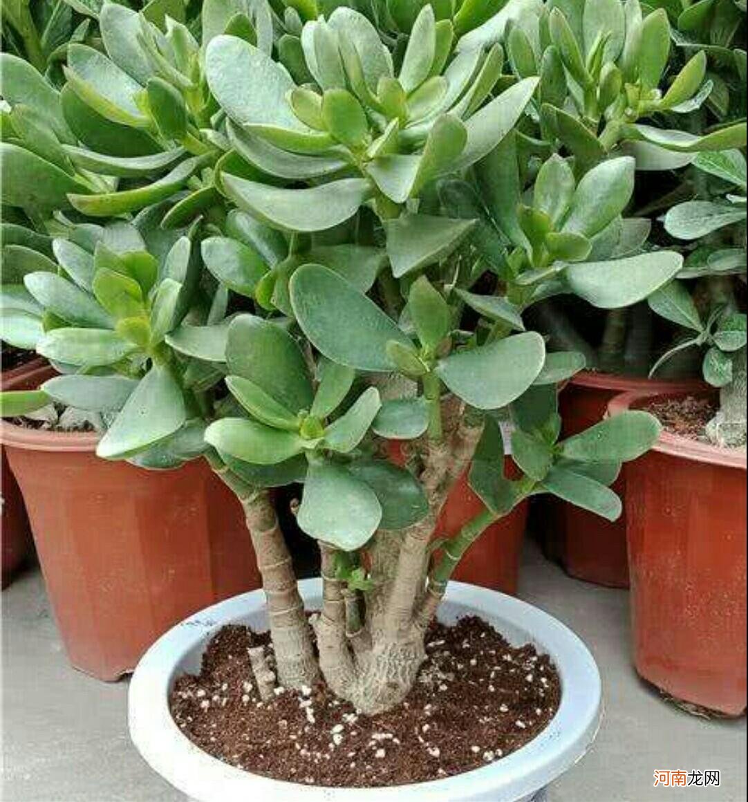 养好玉树的5个方法 玉树怎么养才能更旺盛开花