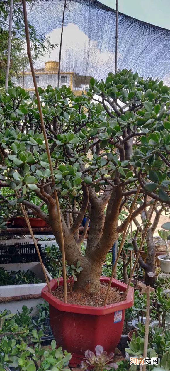 养好玉树的5个方法 玉树怎么养才能更旺盛开花