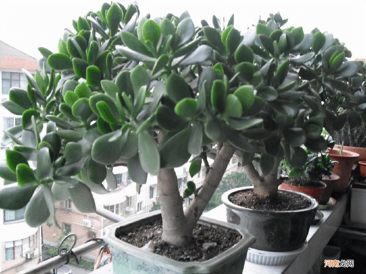 养好玉树的5个方法 玉树怎么养才能更旺盛开花