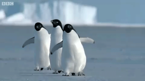 企鹅百科知识大全 企鹅生活在哪里北极还是南极