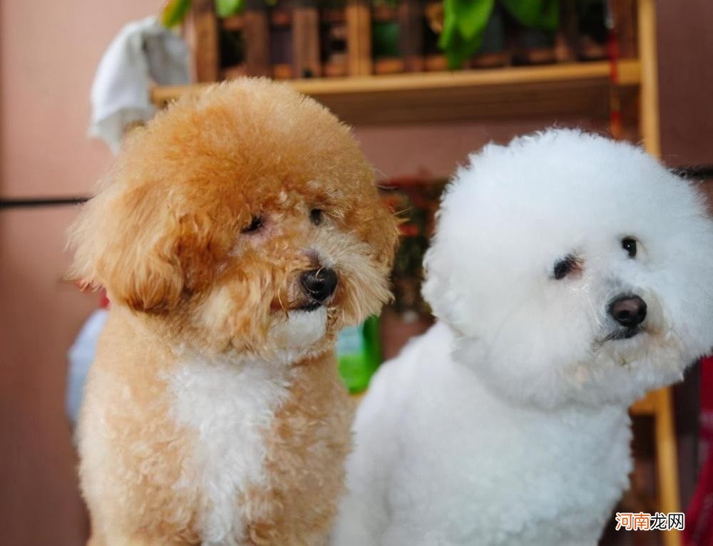 区别比熊和泰迪的11个小窍门 比熊和泰迪的区别是什么