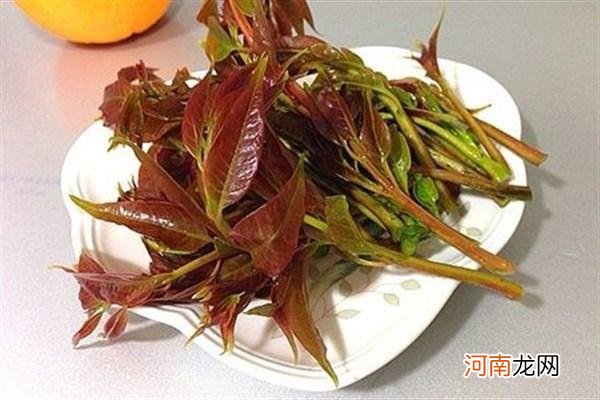 常吃香椿的4个好处 香椿芽的功效与作用有哪些