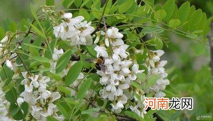 洋槐花2个功效和10个作用盘点 洋槐花的功效和作用有哪些