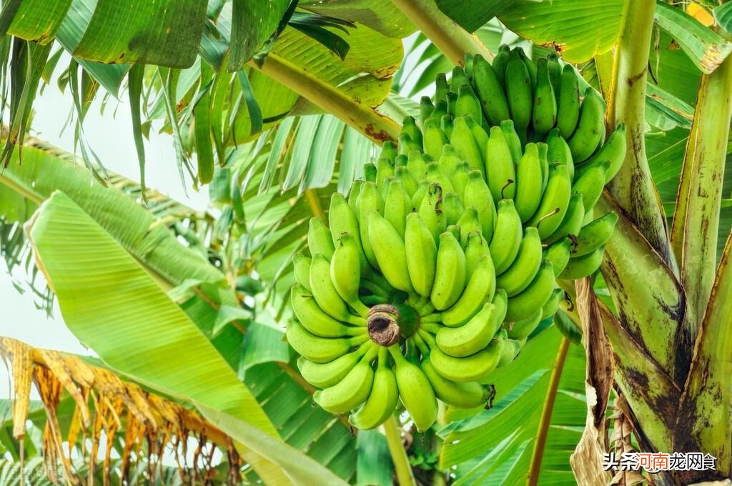 香蕉与芭蕉的区别是什么